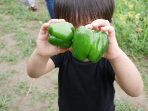 やまびこ幼稚園で体験登園！６月は、夏野菜の収穫体験を楽しんだよ
